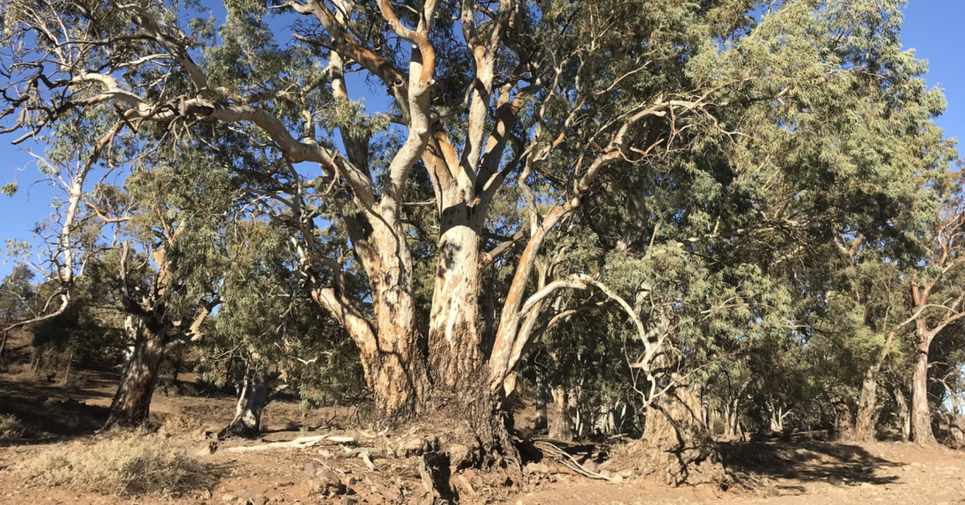River Gums Ikara-Flinders